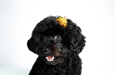 三国小人物的逆天生活，《猛将三国-黄天改命》正式版定档6月17日Steam上线